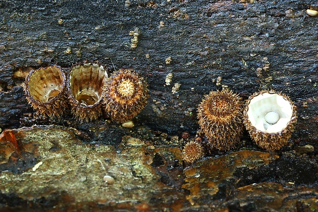 čiaškovec pásikavý Cyathus striatus (Huds.) Willd.