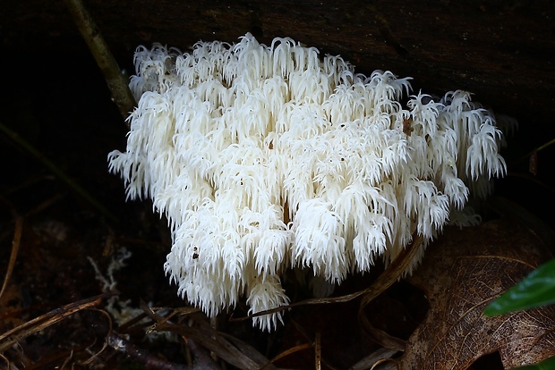 koralovec bukový Hericium coralloides (Scop.) Pers.