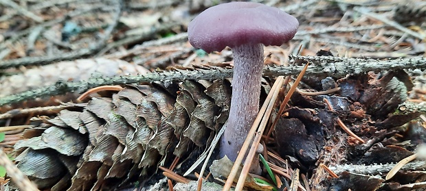 lakovka ametystová Laccaria amethystina (Huds.) Cooke