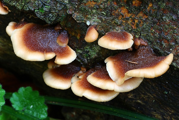 húževnatček medvedí Lentinellus ursinus (Fr.) Kühner