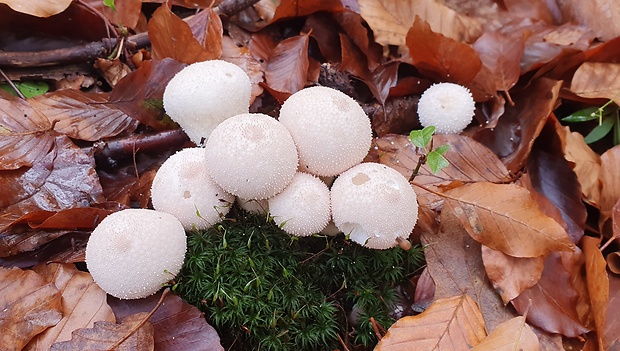 prášnica bradavičnatá Lycoperdon perlatum Pers.