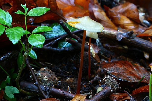 prilbička šafranová Mycena crocata (Schrad.) P. Kumm.