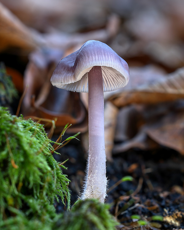 prilbička reďkovková Mycena pura (Pers.) P. Kumm.