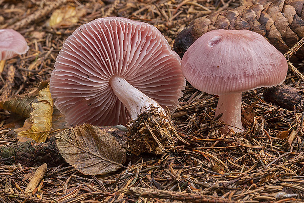 prilbička reďkovková Mycena pura (Pers.) P. Kumm.