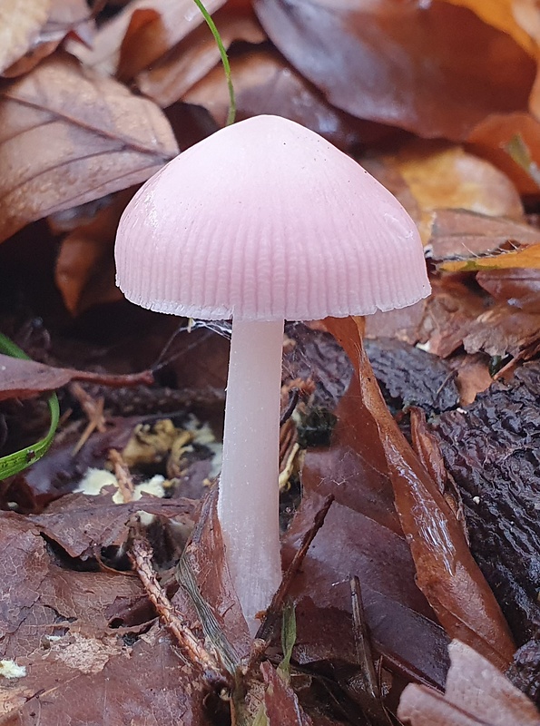 prilbička ružovkastá Mycena rosea Gramberg