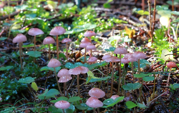 prilbička ružová Mycena rosella (Fr.) P. Kumm.