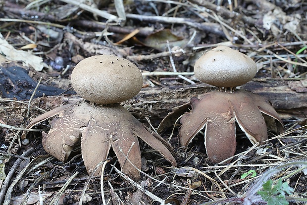 mnohokrčka dierkovaná Myriostoma coliforme (Dicks.) Corda