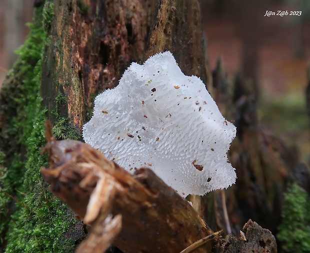 pajelenka želatínová Pseudohydnum gelatinosum (Scop.) P. Karst.