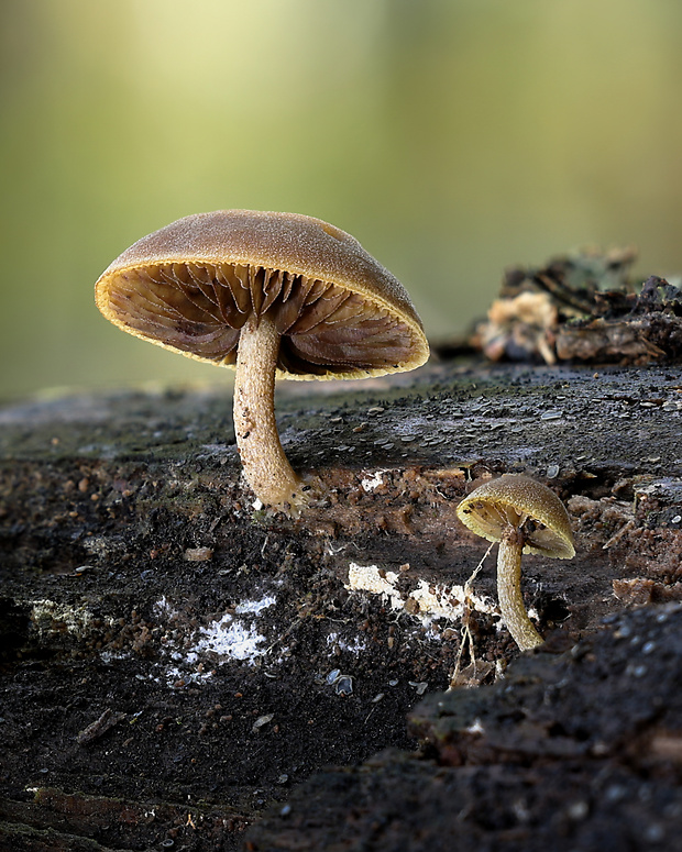 smeťovička veľká Simocybe sumptuosa (P.D. Orton) Singer