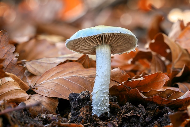 golierovka belavomodrastá Stropharia pseudocyanea (Desm.) Morgan