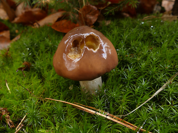 masliak obyčajný Suillus luteus (L.) Roussel