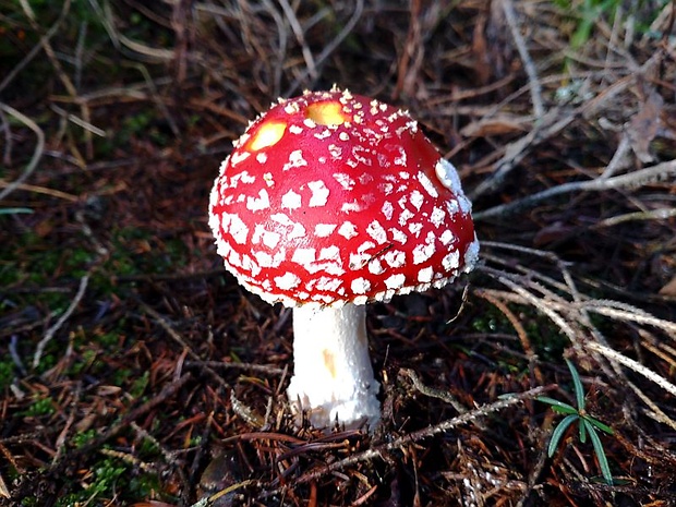 muchotrávka červená Amanita muscaria (L.) Lam.