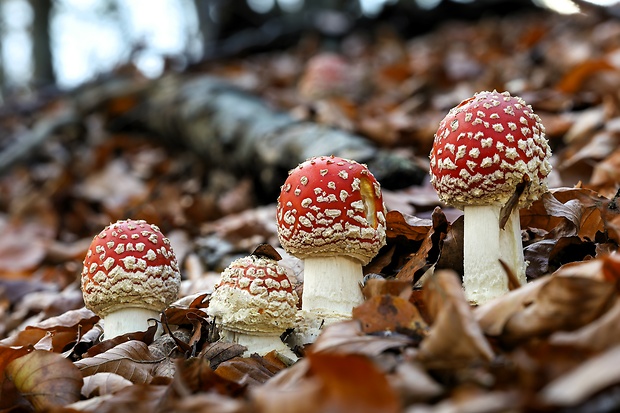 muchotrávka červená Amanita muscaria (L.) Lam.