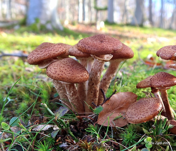 podpňovka obyčajná Armillaria mellea (Vahl) P. Kumm.