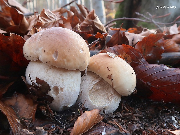 hríb smrekový Boletus edulis Bull.