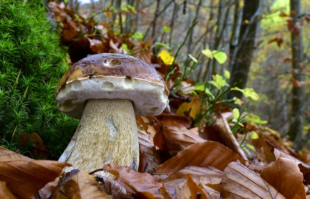 hríb smrekový Boletus edulis Bull.