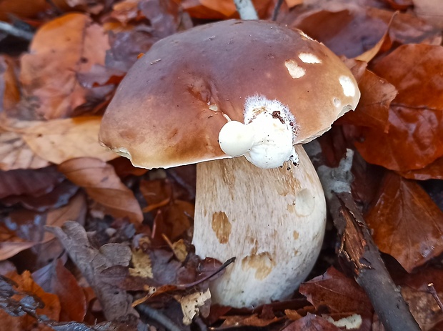 hríb smrekový Boletus edulis Bull.