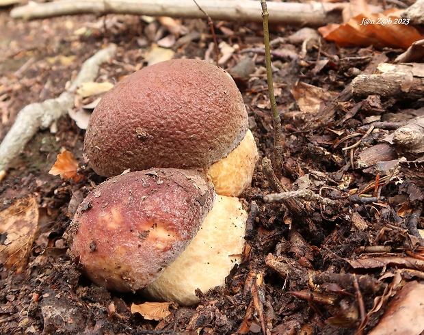 hríb sosnový Boletus pinophilus Pil. et Dermek in Pil.