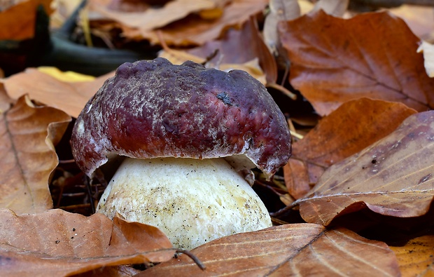 hríb sosnový Boletus pinophilus Pil. et Dermek in Pil.