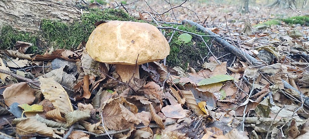 hríb Boletus sp.