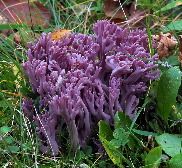 kyjačik Zollingerov Clavaria zollingeri Lév.