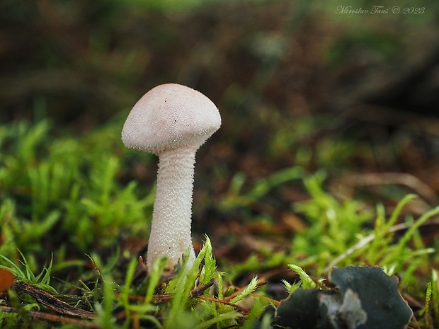 zrnivka páchnuca Cystoderma carcharias (Pers.) Fayod