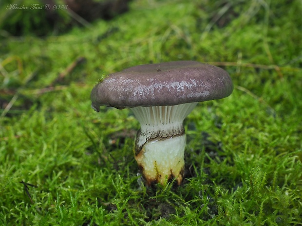 sliziak mazľavý Gomphidius glutinosus (Schaeff.) Fr.