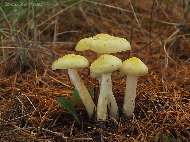 šťavnačka smrekovcová Hygrophorus lucorum Kalchbr.