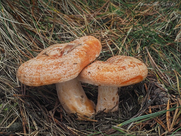 rýdzik pravý Lactarius deliciosus (L.) Gray