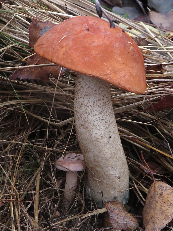 kozák dubový Leccinum aurantiacum (Bull.) Gray