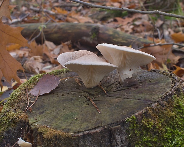 hliva dubová Pleurotus dryinus (Pers.) P. Kumm.