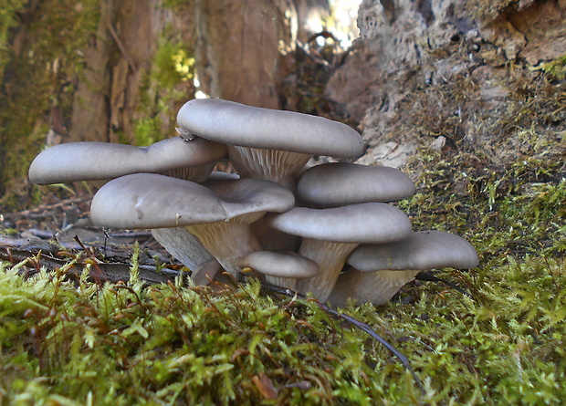 hliva ustricovitá Pleurotus ostreatus (Jacq.) P. Kumm.