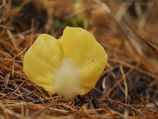 lopatička žltkastá Spathularia flavida Pers.