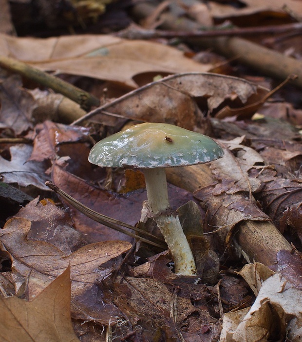 golierovka zelenomodrá Stropharia caerulea Kreisel