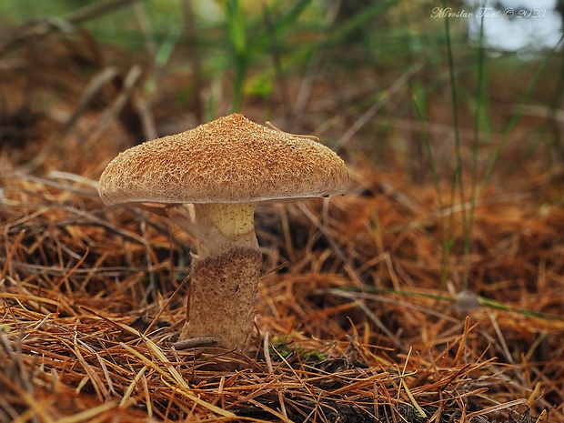 hríbovec dutohlúbikový Suillus cavipes (Opat.) A.H. Sm. & Thiers