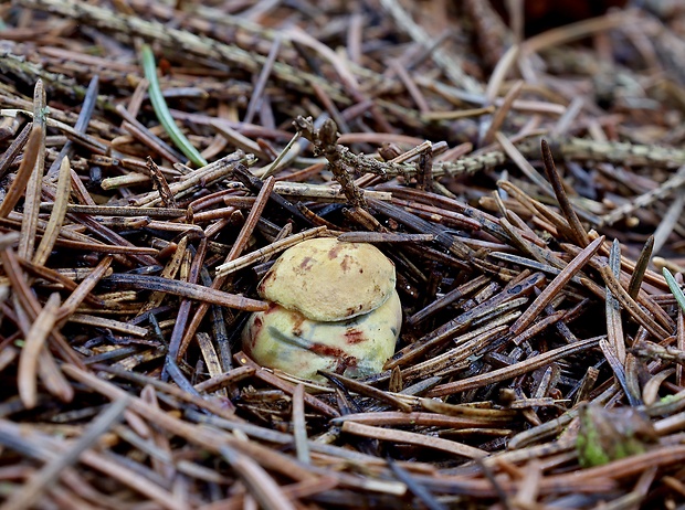 hríb zrnitohlúbikový Sutorius luridiformis (Rostk.) G. Wu & Zhu L. Yang