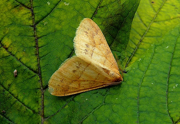 piadivka pomarančová Agriopis aurantiaria