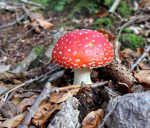 muchotrávka červená Amanita muscaria (L.) Lam.