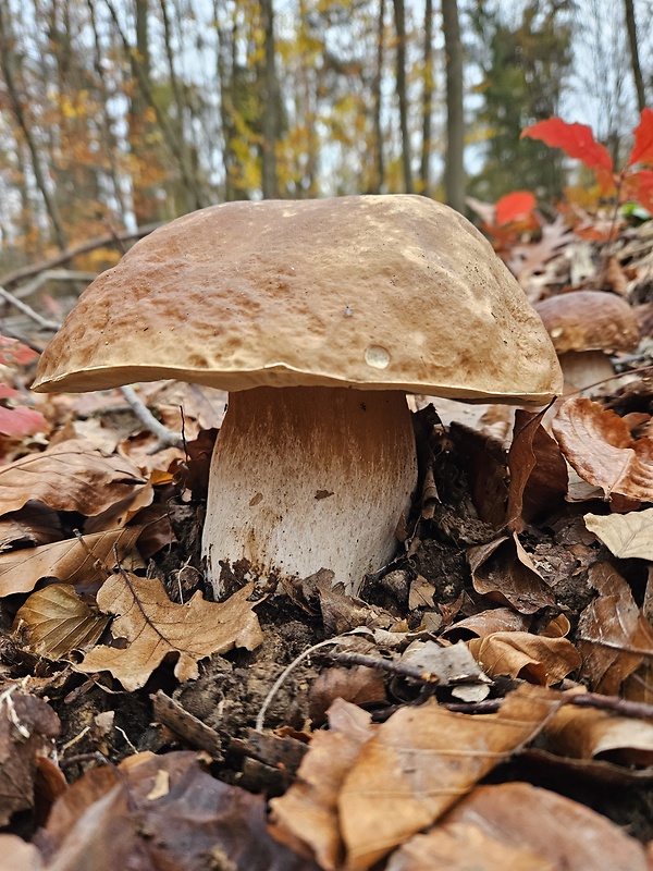 hríb smrekový Boletus edulis Bull.