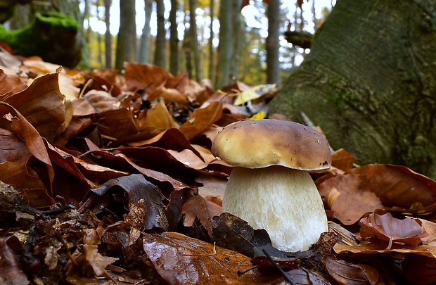 hríb smrekový Boletus edulis Bull.