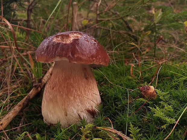 hríb smrekový Boletus edulis Bull.