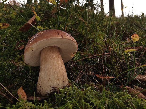 hríb smrekový Boletus edulis Bull.