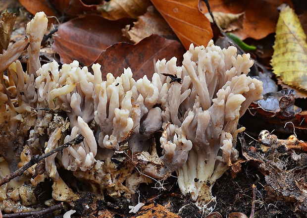 konárovka popolavá Clavulina cinerea (Bull.) J. Schröt.