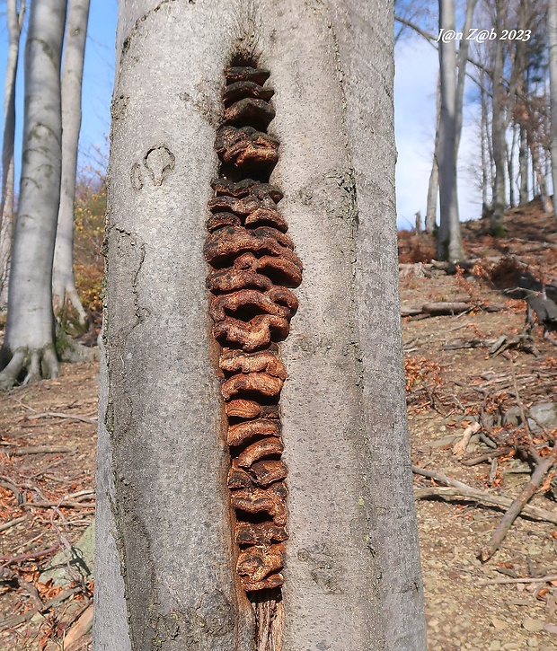 zubček severský Climacodon septentrionalis (Fr.) P. Karst.