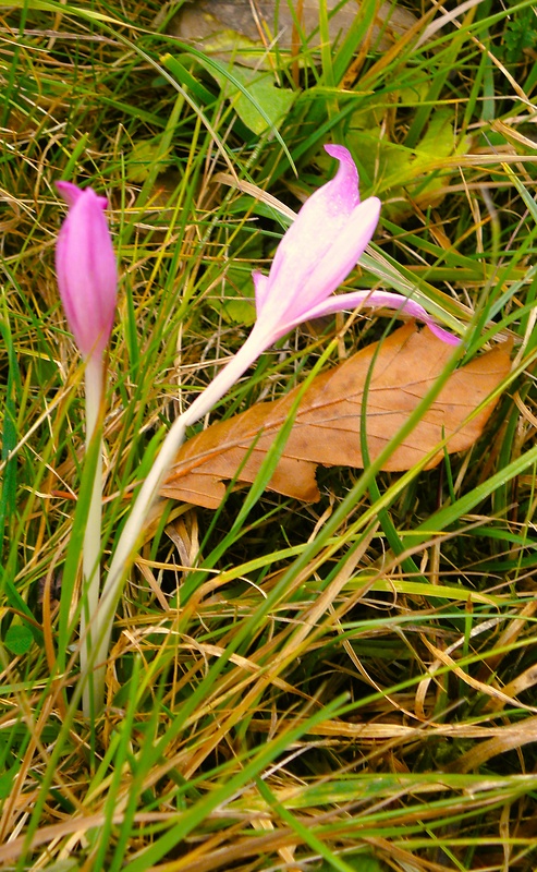 jesienka obyčajná Colchicum autumnale