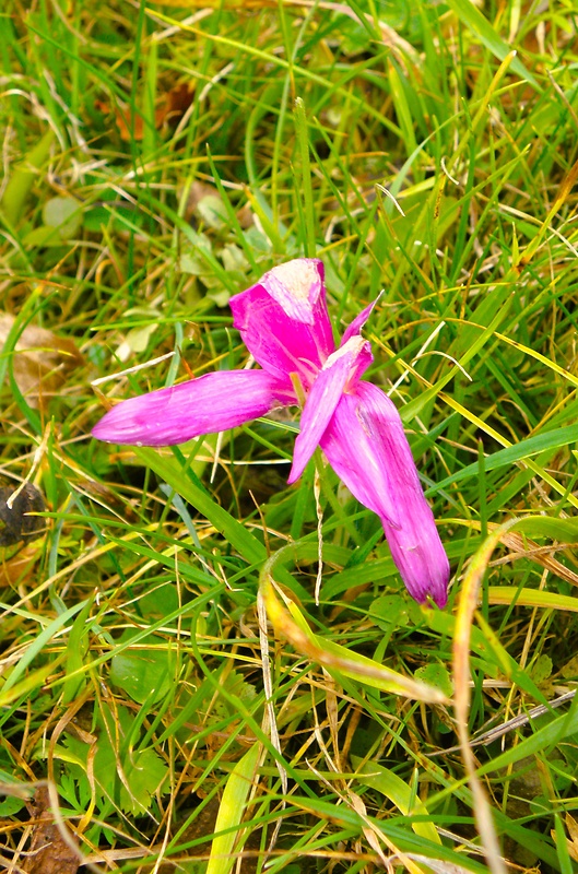 jesienka obyčajná Colchicum autumnale