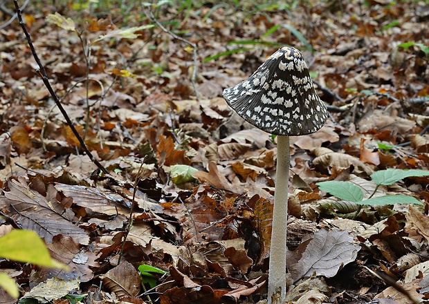 hnojník strakatý Coprinopsis picacea (Bull.) Redhead, Vilgalys & Moncalvo