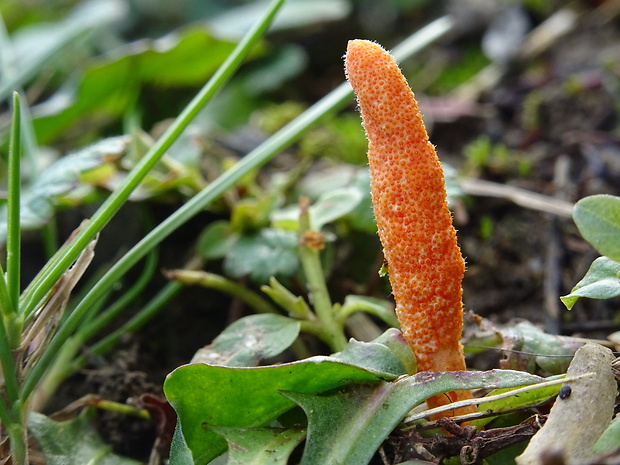 žezlovka hmyzová Cordyceps militaris (Fr.) Link