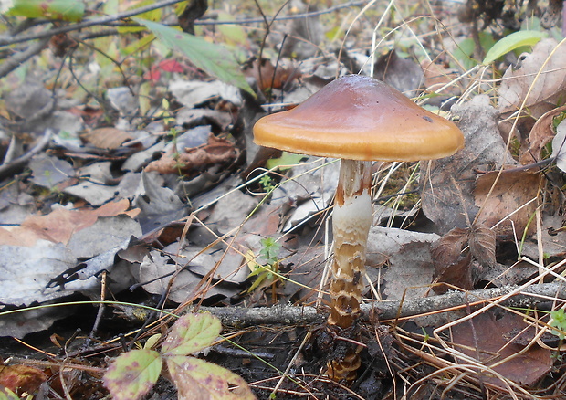 pavučinovec Cortinarius sp.