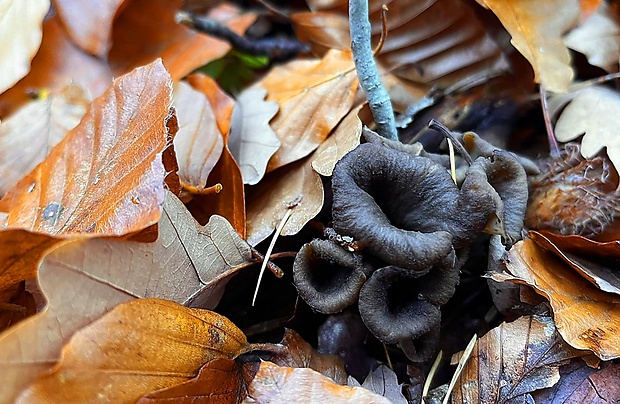 lievik trúbkovitý Craterellus cornucopioides (L.) Pers.